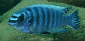 Labeotropheus fuelleborni 'Lifuma'